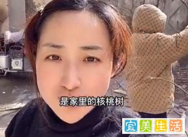 山东,一女子把家里的参天核桃树砍了,为什么