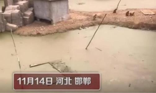 网传邯郸动物园猴子住绿藻污水池,动物在动物园的居住环境为何屡遭爆料?