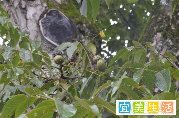 山东,一女子把家里的参天核桃树砍了,为什么