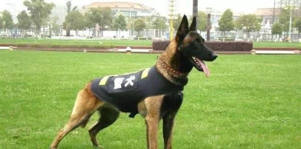 马犬为什么能成为警犬？这7个原因，太优秀了！