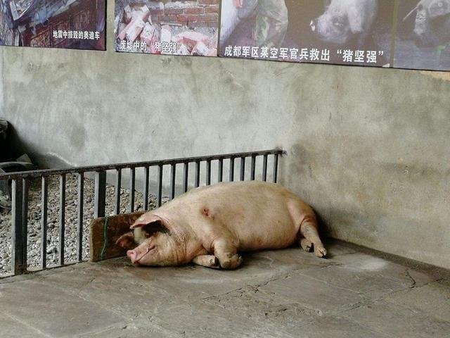 博物馆考虑对猪坚强实施安乐死,你赞同好死不如赖活着这一观点吗?