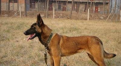 马犬为什么能成为警犬？这7个原因，太优秀了！