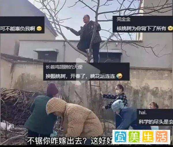 山东，一女子把家里的参天核桃树砍了，为什么