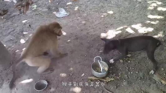 网传邯郸动物园猴子住绿藻污水池，动物在动物园的居住环境为何屡遭爆料？