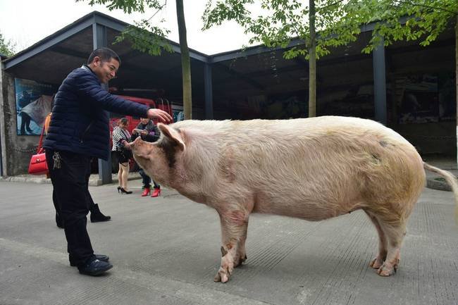 博物馆考虑对猪坚强实施安乐死,你赞同好死不如赖活着这一观点吗?