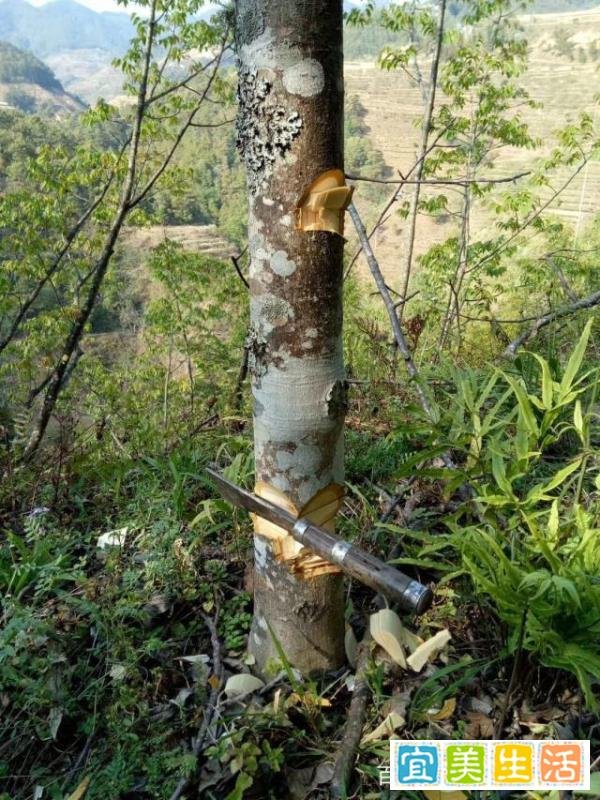 山东,一女子把家里的参天核桃树砍了,为什么