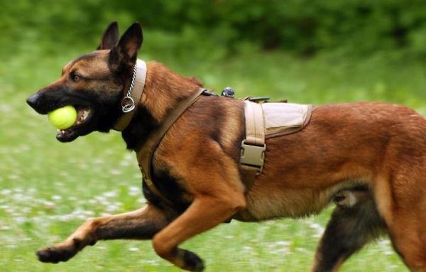 马犬为什么能成为警犬？这7个原因，太优秀了！