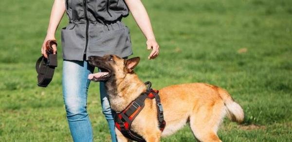 马犬为什么能成为警犬？这7个原因，太优秀了！