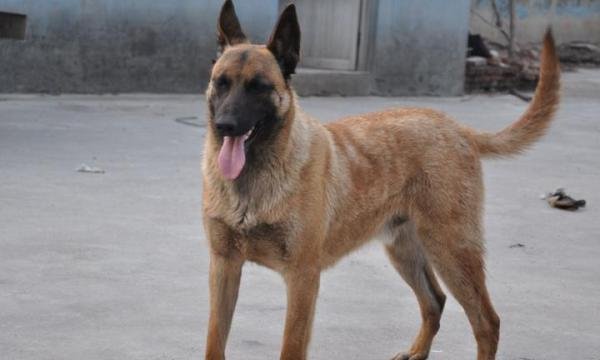 马犬为什么能成为警犬？这7个原因，太优秀了！