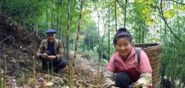 种植参考：这些野菜种植成本低，市场需求大，亩收入在2万以上