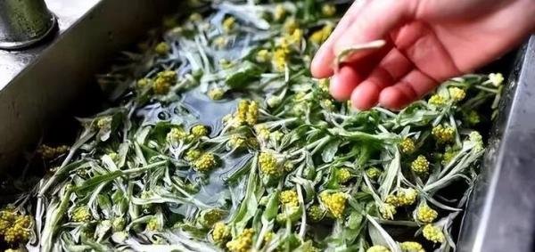 种植参考：这些野菜种植成本低，市场需求大，亩收入在2万以上