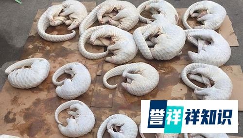 【舆情热点】国家林业局：吃野味将被法律追责