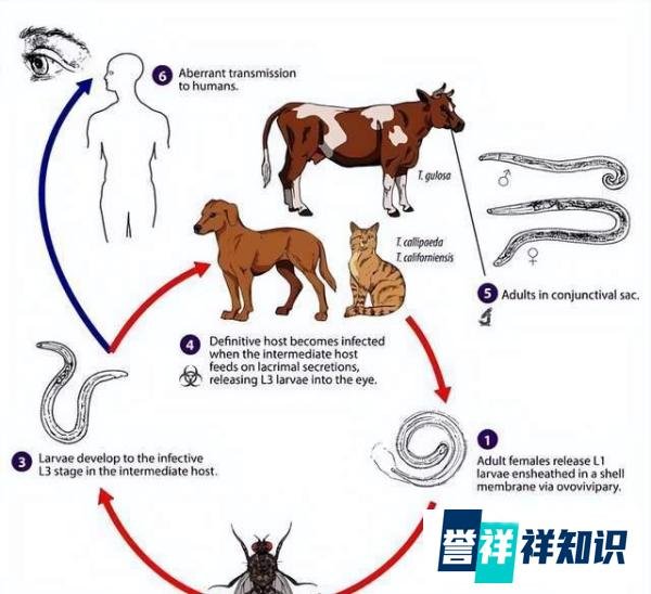 2岁男童眼睛发现4条寄生虫游动,曾与狗密切接触,但问题并不在狗