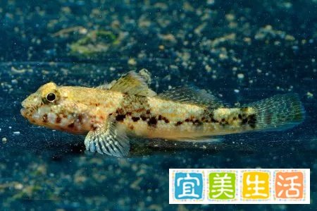 你知道黄金很昂贵,但你知道每克比黄金贵七千倍的河魨毒素吗?