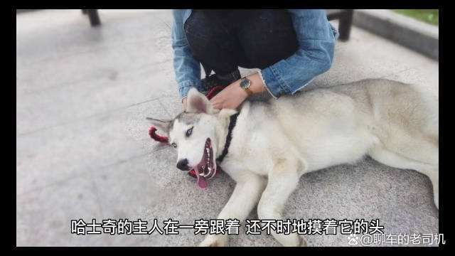 江西女子雇两名轿夫抬哈士奇，这是对轿夫的不尊重吗？