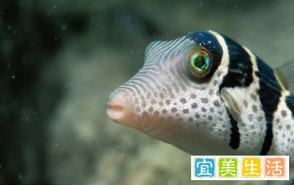 你知道黄金很昂贵,但你知道每克比黄金贵七千倍的河魨毒素吗?
