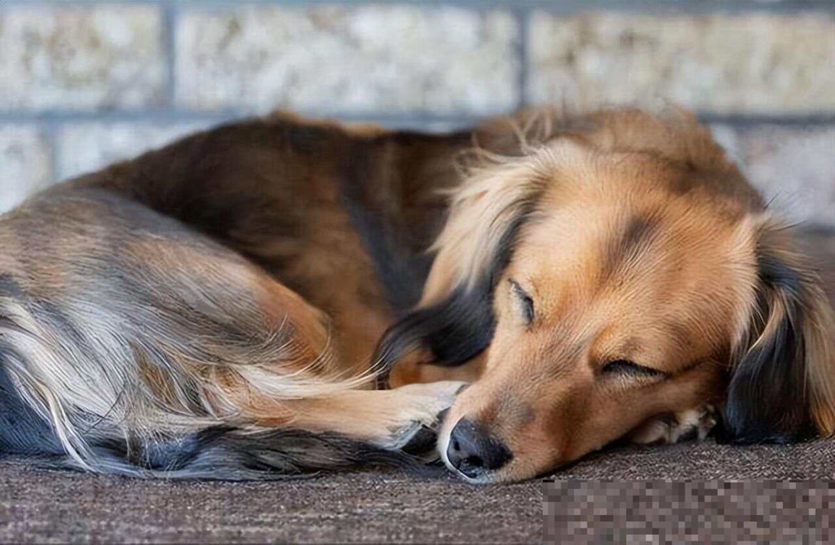 狗狗趴主人身上睡的影响