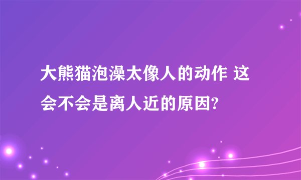 大熊猫泡澡太像人的动作 这会不会是离人近的原因?