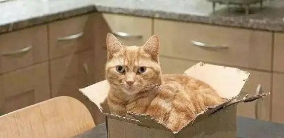 快递猫咪要多少钱呢？
