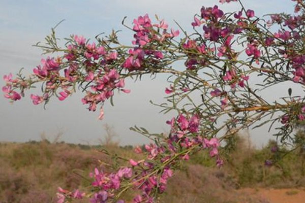 花棒和沙柳哪个好?