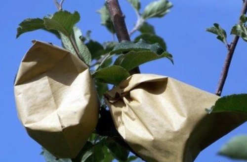 苹果核提取氰化氢是真的吗?