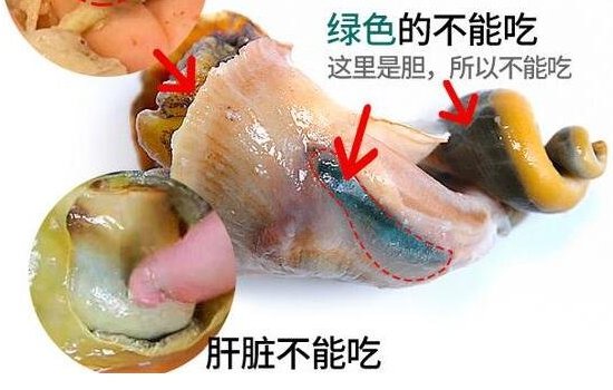 海螺肉哪个部位不能吃图解