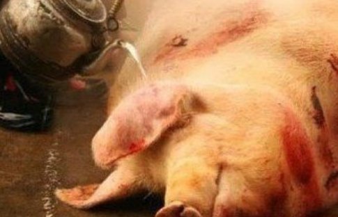 死猪不怕开水烫后半句是什么