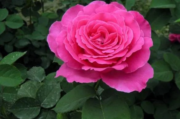 植物园里有什么