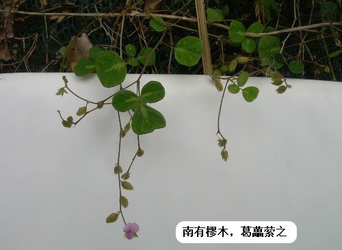 上面一个草字头下面三个田怎么念