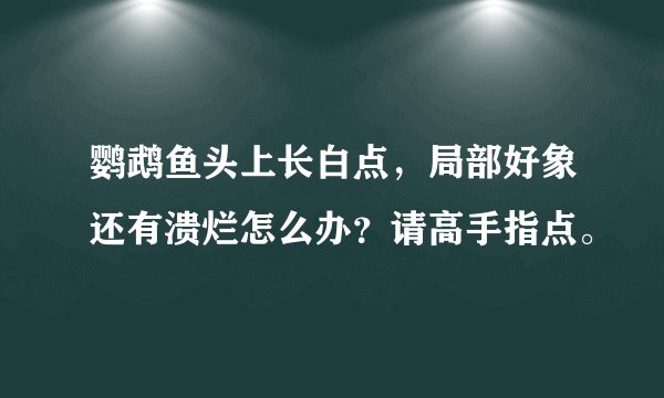 鹦鹉鱼头上长白点，局部好象还有溃烂怎么办？请高手指点。