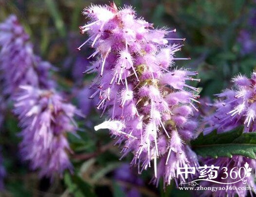 新加香薷饮的方歌