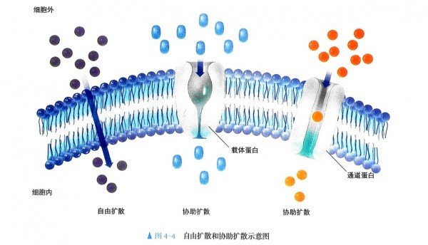 什么是主动运输和被动运输啊？
