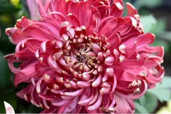 植物园里有什么