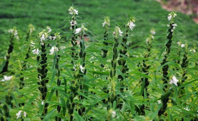 芝麻开花节节高的下一句是什么呢？