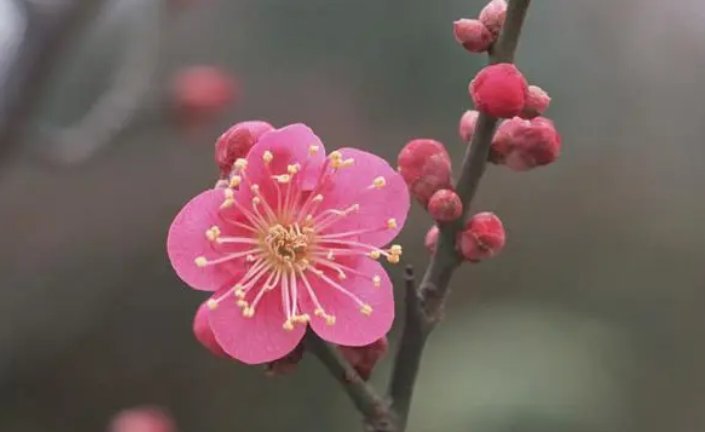 一枝什么花?