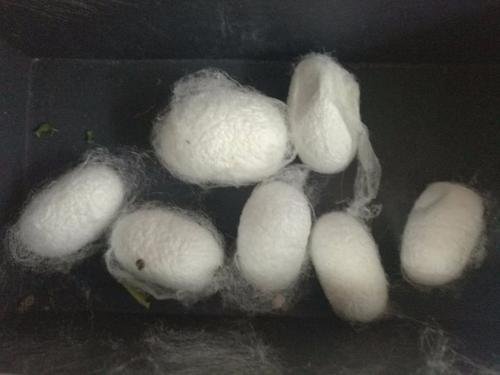 蚕结成茧后可以拿下来随意移动吗？