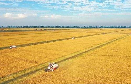 黄黄的什么填空呢?