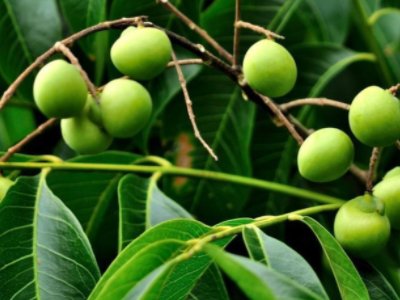 无患子为什么叫鬼见愁?