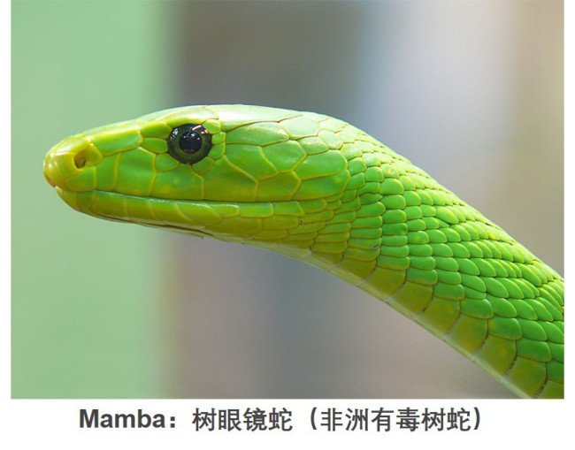 黑曼巴英语怎么说