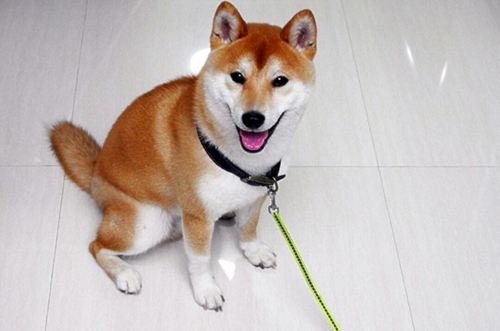 柴犬幼仔多少钱一只