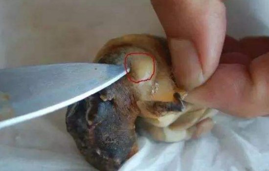 海螺肉哪个部位不能吃图解
