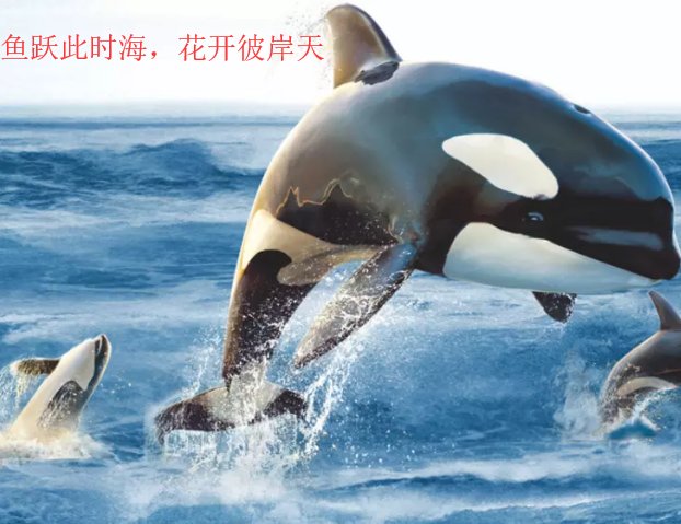 鱼跃此时海，花开彼岸天是什么意思?