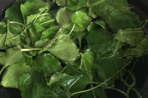 车轱辘菜能吃吗 生吃或做法是什么？