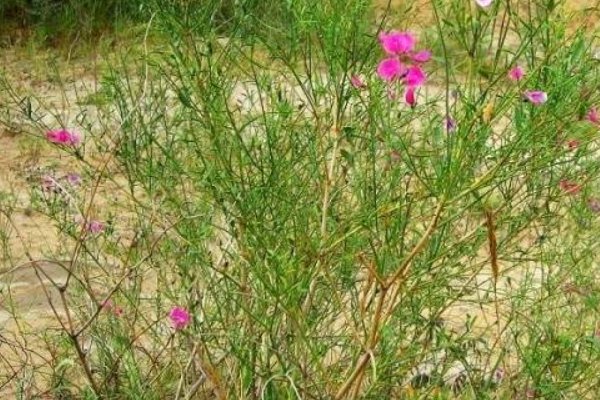 花棒和沙柳哪个好?