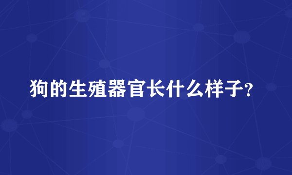 狗的生殖器官长什么样子？