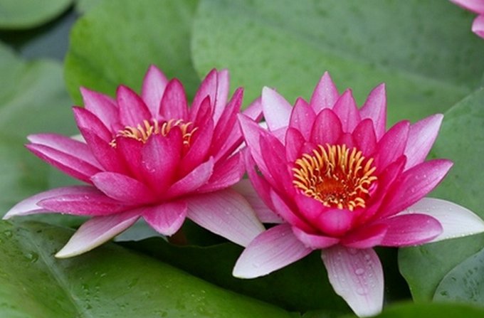 花中珍品是什么花