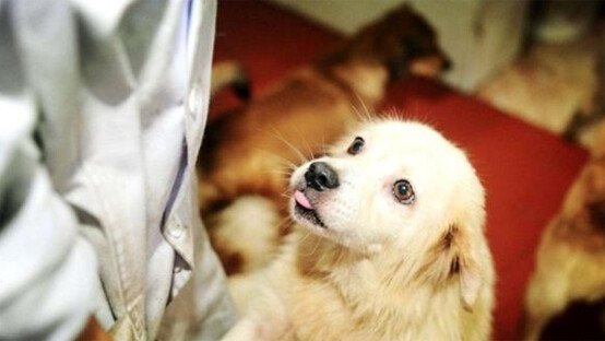 哪里有流浪狗救助站电话？
