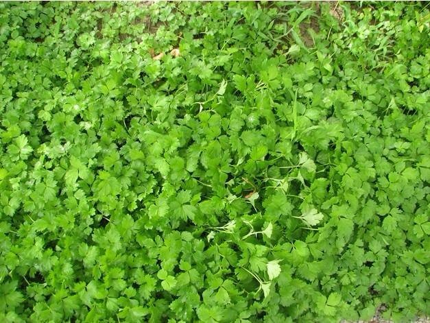 芜荽怎么读的？