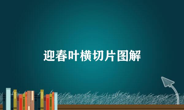 迎春叶横切片图解