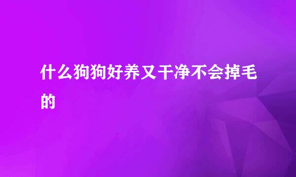 什么狗狗好养又干净不会掉毛的